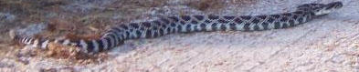 snake