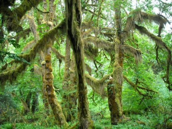 Rainforest!