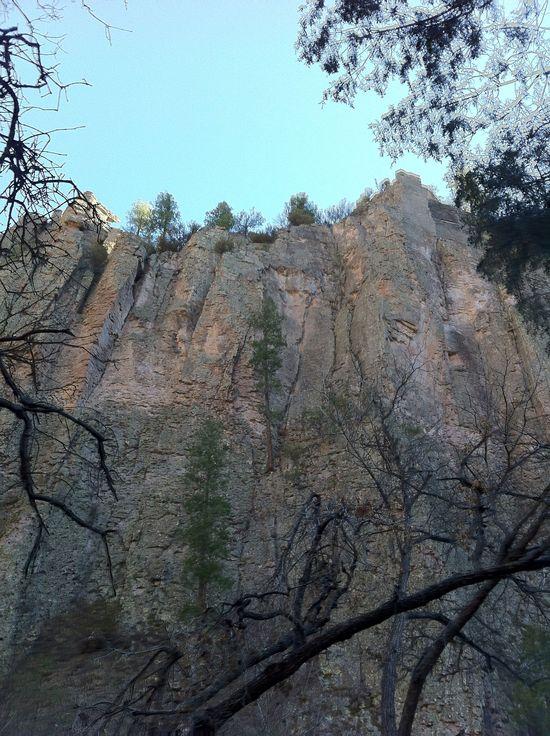 Trees clinging to cliff