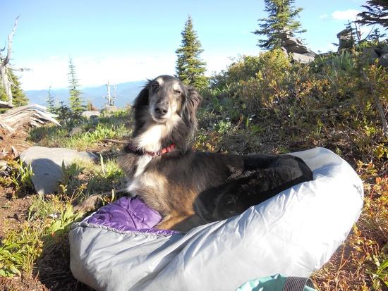 dog bed bo