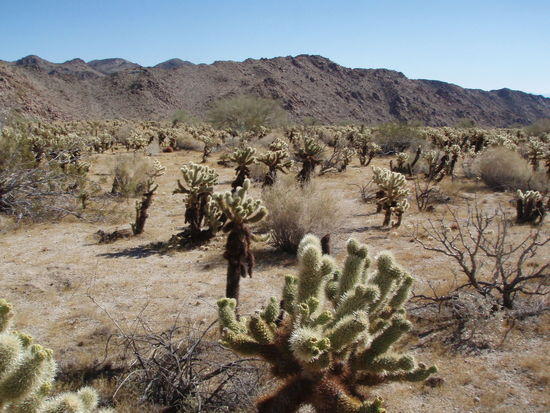 cholla