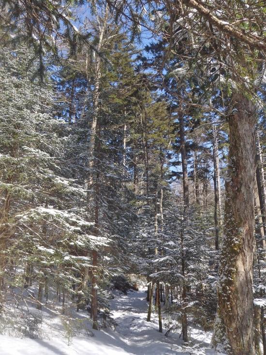 forest1
