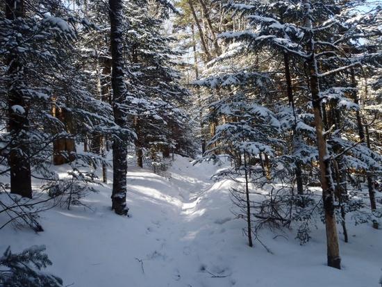 forest2