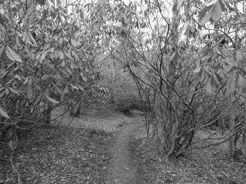 Woods