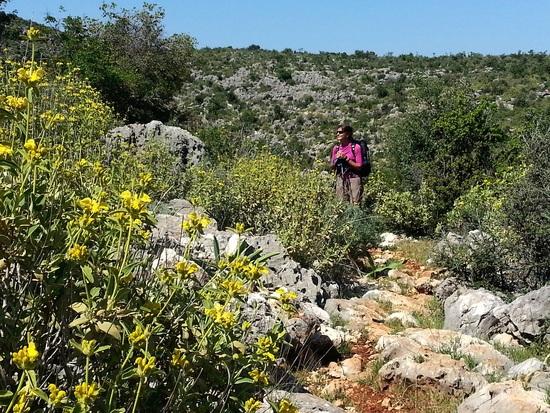 Jerusalem sage