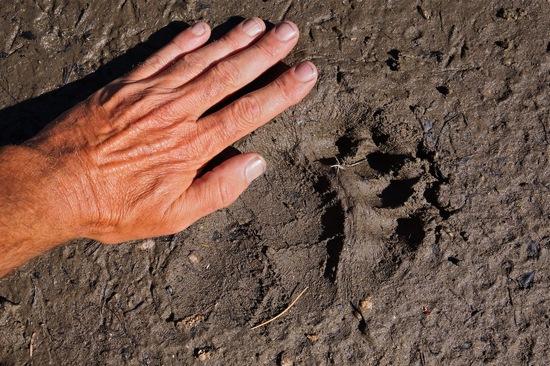 bear print