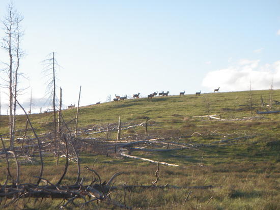 Elk