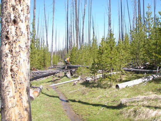 Deadfall Parkour