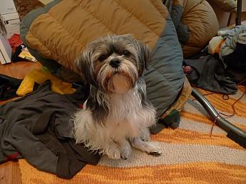 Shih Tzu