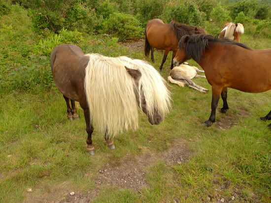 Hippie Horse