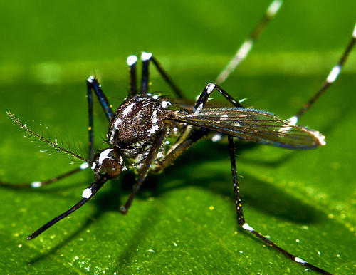 Asian tiger mosquito