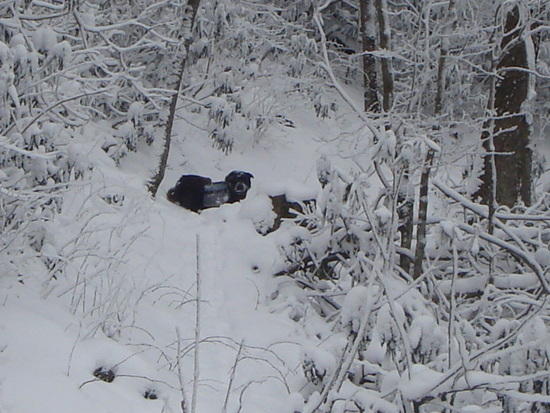 Snow Dog