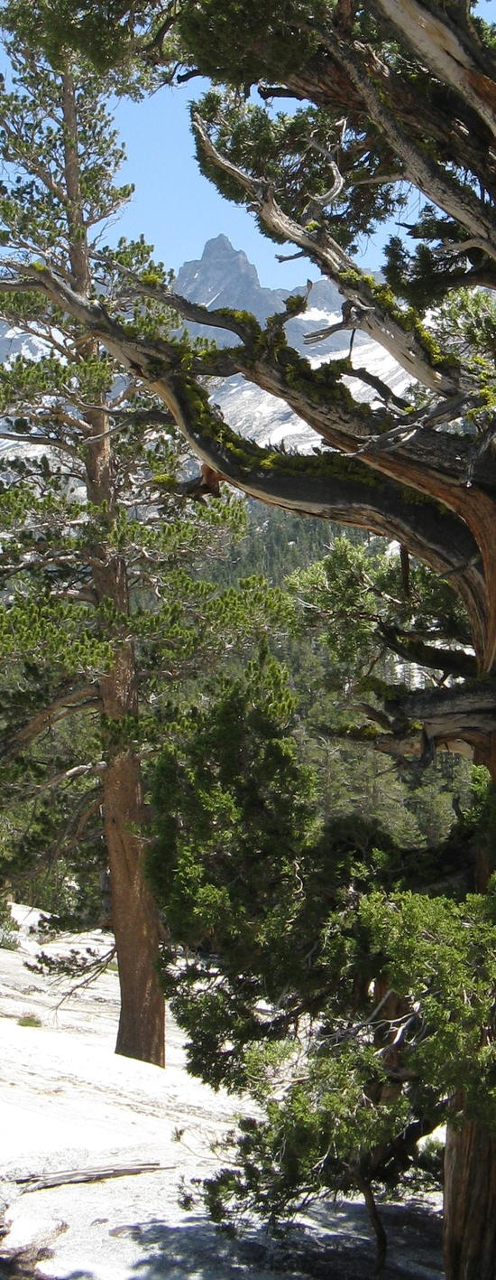 aaa