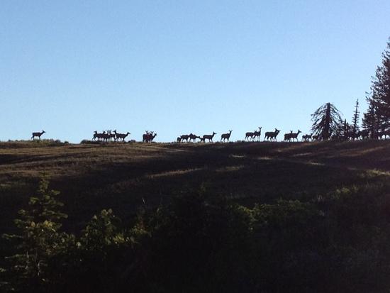 Elk