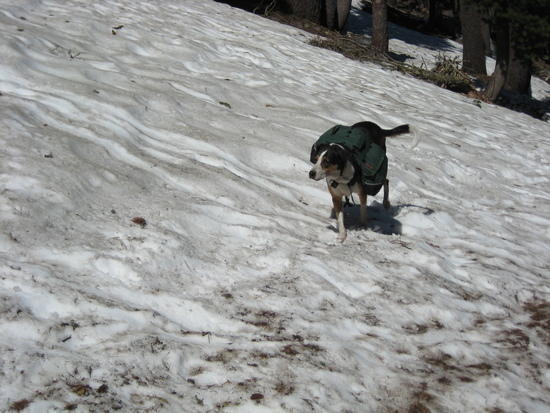 up the snowy mountain tucker