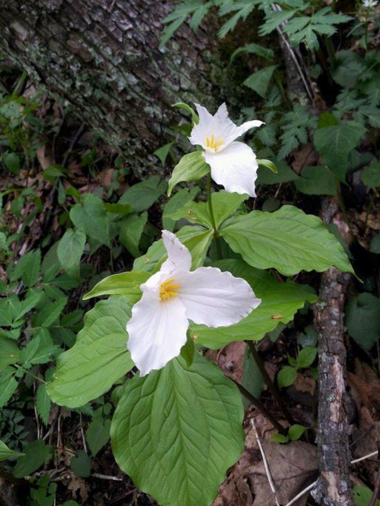 White Trillium