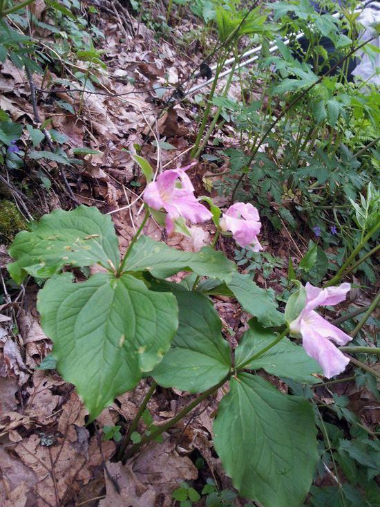 Pink Trillium