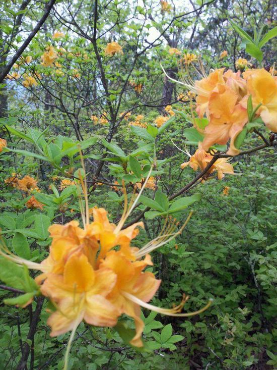 Flame azaleas 3