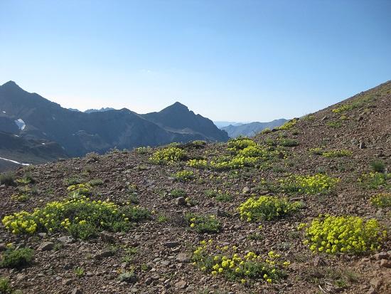 flowers and molo mountain