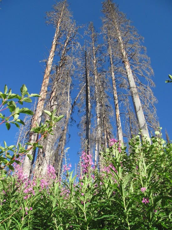 Fire and Growth