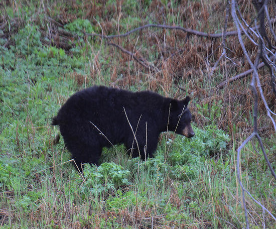 black bear