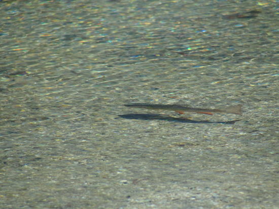 Trout