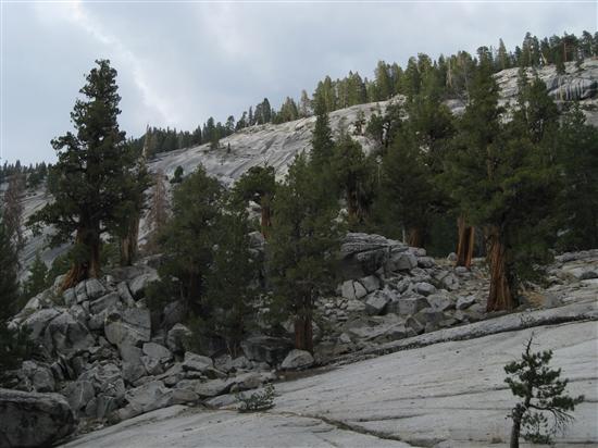 junipers