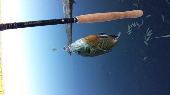fish