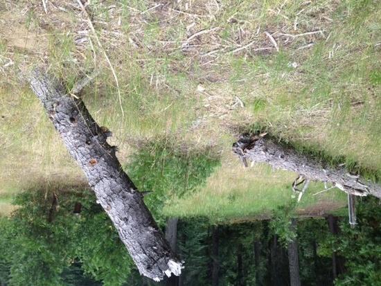 Deadfall