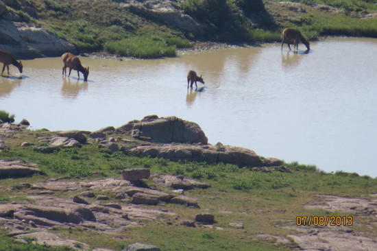 elk