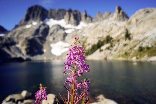 Wildflowers at Iceberg Lake