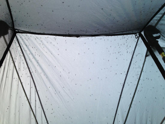 Mosquitos on the inside of the tent fly at Svine