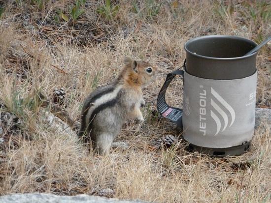 Here is one of the locals checking out my dinner. Fortunately I'd eaten it!