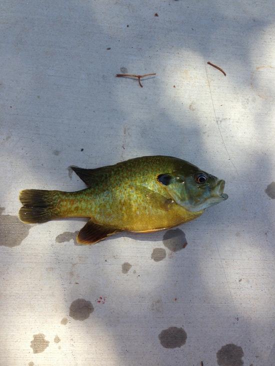 Blue Gill