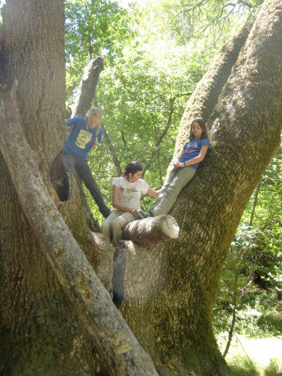 Tree climbing