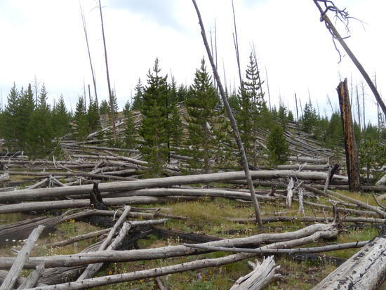 Grebe deadfall