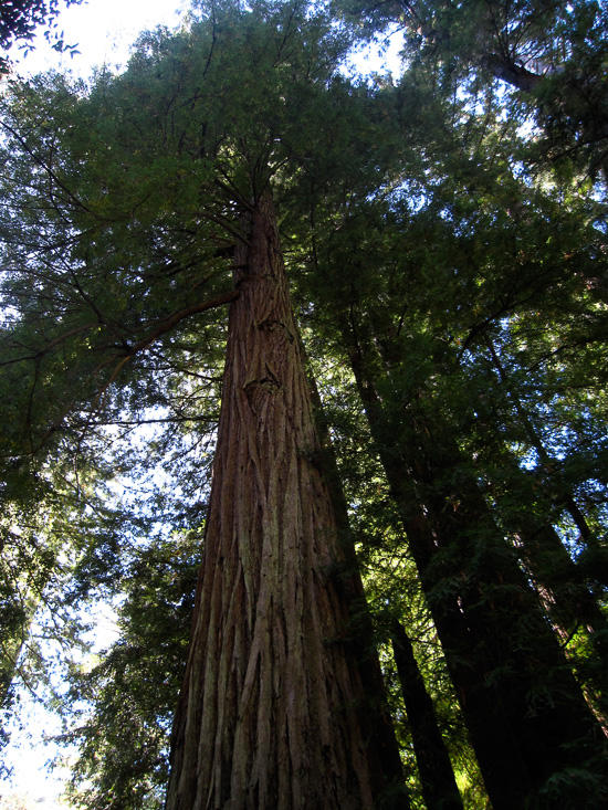 Photographer's redwood