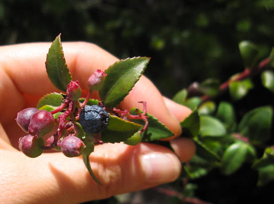 Huckleberries