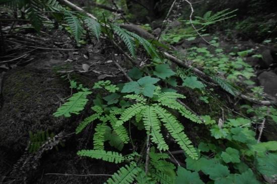 Fern