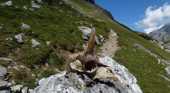 avalanche victim (skull of a &ldquo;G&auml;mse&rdquo;)