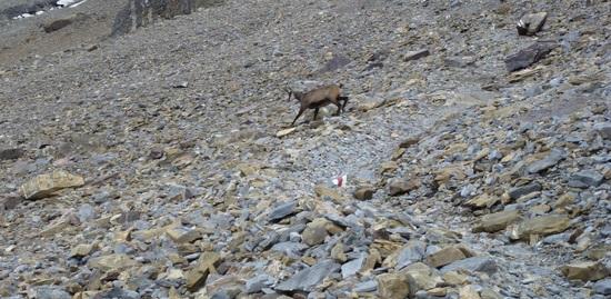 wildlife crossing the path