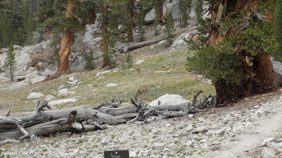 deer1