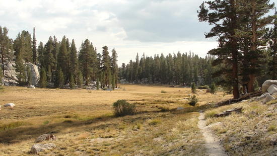 meadow