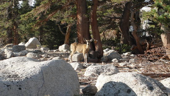 deer