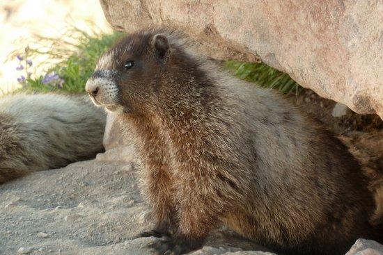 Marmots playing