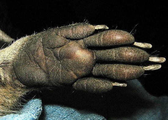 hand