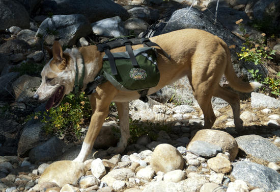 dog pack