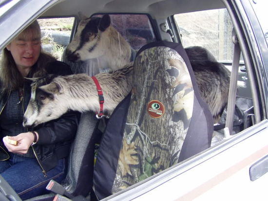 goats