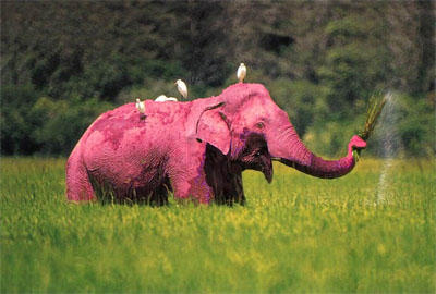 pinkl