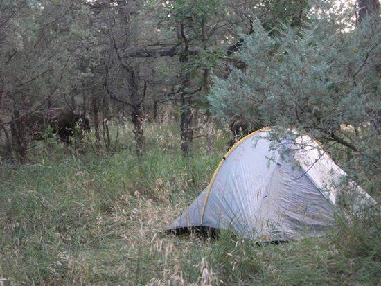 Campsite Bison